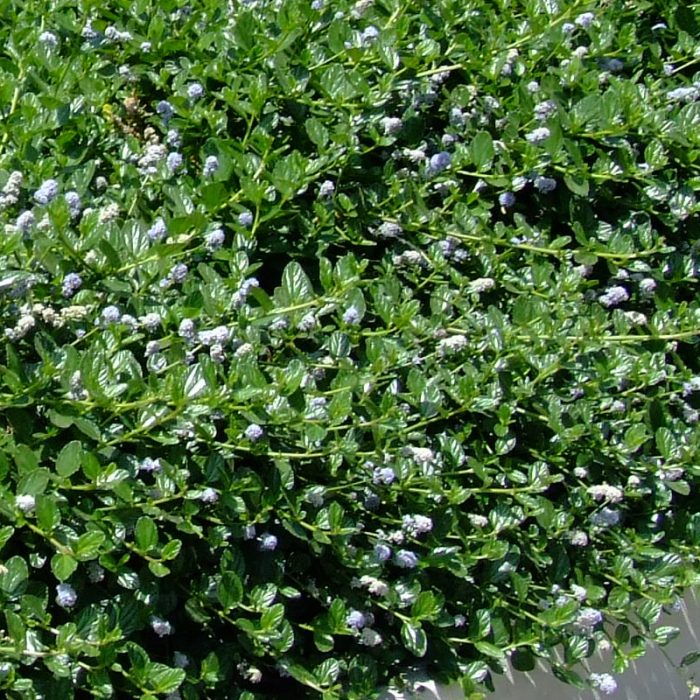 Céanothe 'Yankee Point' - Arbuste Persistant à Fleurs Bleues - Conteneur 3-4 Litres - Port étalé - 4